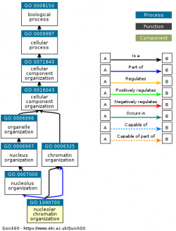 DAG for GO:1990700