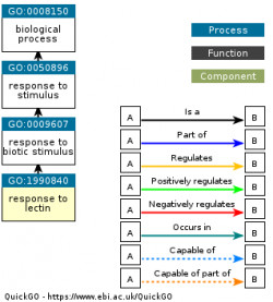 DAG for GO:1990840