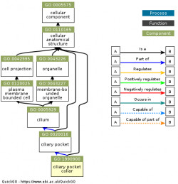 DAG for GO:1990900