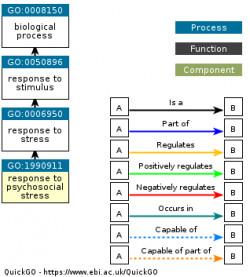 DAG for GO:1990911