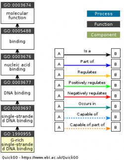 DAG for GO:1990955