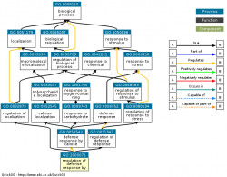 DAG for GO:2000071