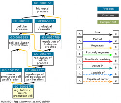 DAG for GO:2000177