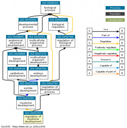 DAG for GO:2000290