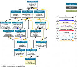 DAG for GO:2000332