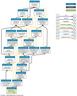 DAG for GO:2000341