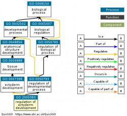 DAG for GO:2000383