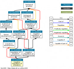 DAG for GO:2000384
