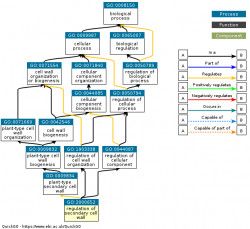 DAG for GO:2000652