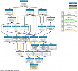 DAG for GO:2000659