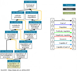 DAG for GO:2000762