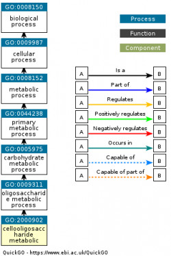 DAG for GO:2000902