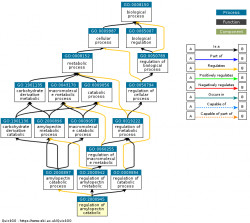 DAG for GO:2000945