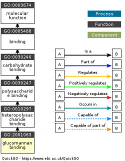 DAG for GO:2001063