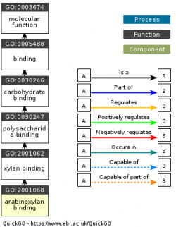 DAG for GO:2001068