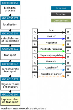 DAG for GO:2001104