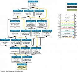 DAG for GO:2001286