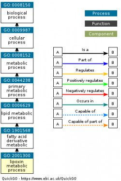 DAG for GO:2001300