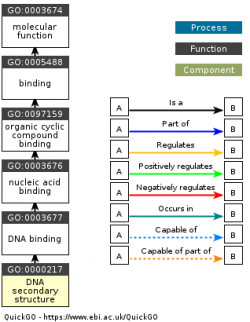 DAG for GO:0000217