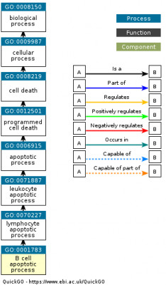 DAG for GO:0001783