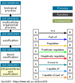 DAG for GO:0001957