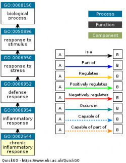 DAG for GO:0002544