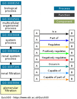 DAG for GO:0003094