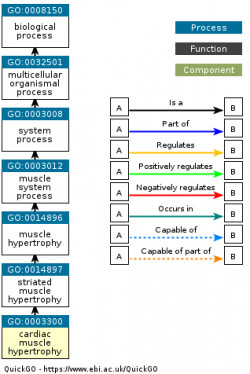 DAG for GO:0003300