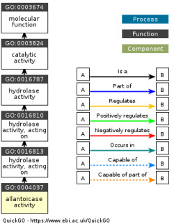 DAG for GO:0004037