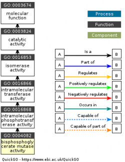 DAG for GO:0004082