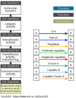 DAG for GO:0004084