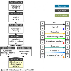 DAG for GO:0004153