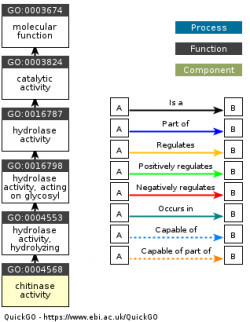 DAG for GO:0004568