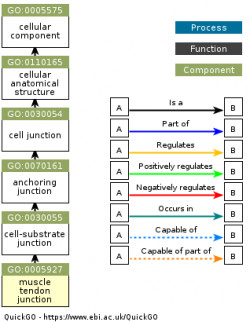 DAG for GO:0005927