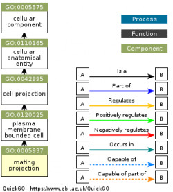 DAG for GO:0005937
