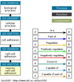 DAG for GO:0007158