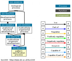 DAG for GO:0007389