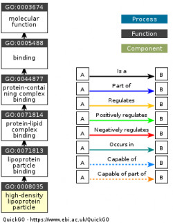 DAG for GO:0008035