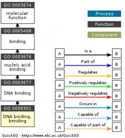 DAG for GO:0008301