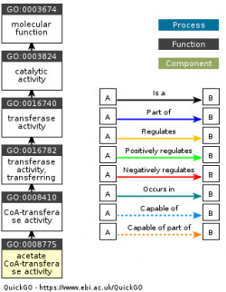 DAG for GO:0008775