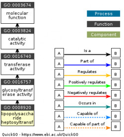 DAG for GO:0008920