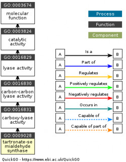 DAG for GO:0009028