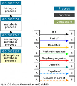 DAG for GO:0009237