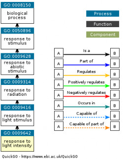 DAG for GO:0009642