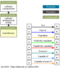 DAG for GO:0016020