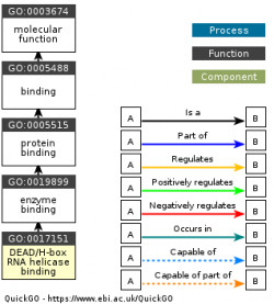 DAG for GO:0017151