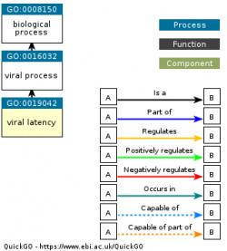 DAG for GO:0019042