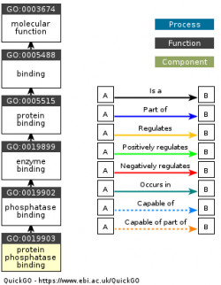 DAG for GO:0019903