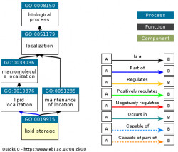 DAG for GO:0019915