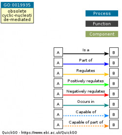 DAG for GO:0019935